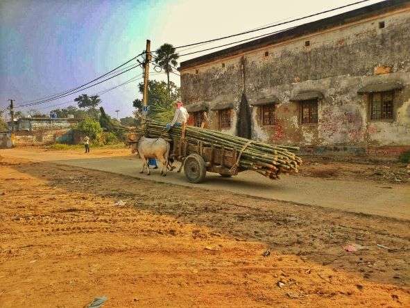 Bullcart carrying bamboos