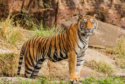 Tiger in a wildlife forest in Machia Biological park in Jodhpur