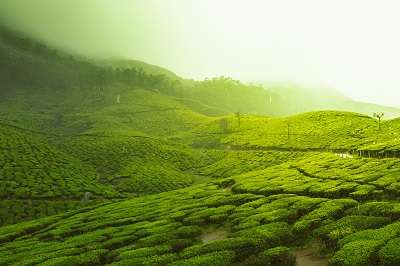 Munnar tea garden is one of the Top 10 Destinations to propose your love this Valentine's Day