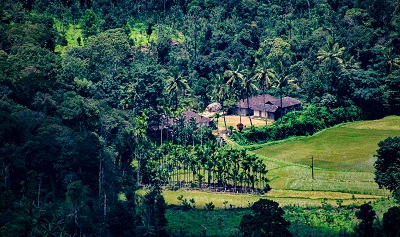 Trees. mountains in the background in Coorg, the Scotland of India