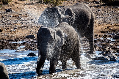 places where you can find elephants in coorg