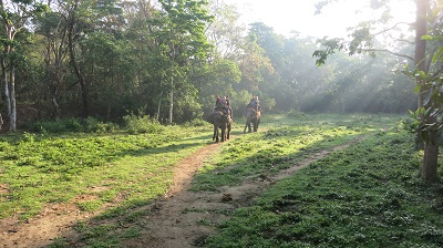 Elephant riding in lush green land in Coorg