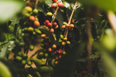 Coffee plantations in Coorg with coffee seeds