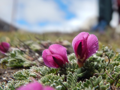 One of the best tourist spots in Sikkim is Yumthang Valley of flowers