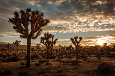 Explore the Joshua Tree National park for hiking in California 