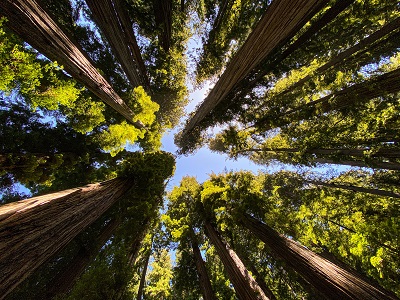 Hike into the Redwood National park in the wilderness of California