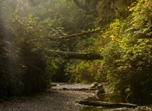 Trailhead of Fern Canyon in California