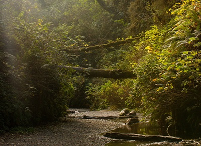 Trailhead of Fern Canyon in California