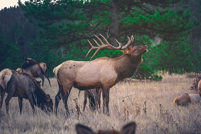 Herd of Elks