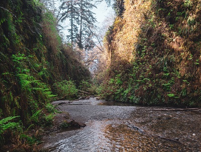 water on the hiking trails of fern canyon