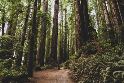 many adventurous movies have shot at the hiking trails of Fern Canyon Trail in California