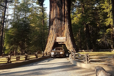 Tree Tunnel in California leading to Redwood National park and fern canyon hiking trails