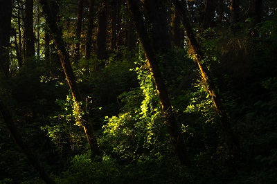 Forest in California, USA