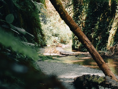 Fern Canyon River crossing wooden logs