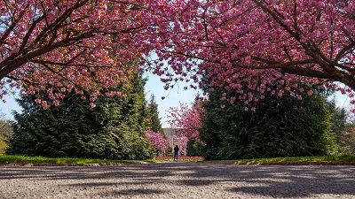 trees at the park in cardiff