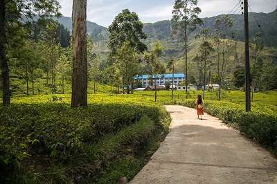 A woman tourist visiting a tea factory surrounded by tea garden in Munnar