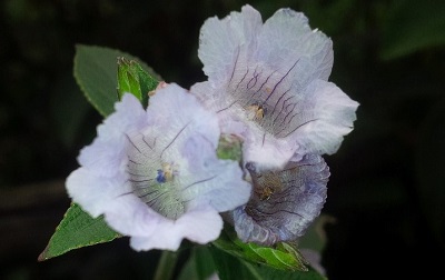 Beautiful Neelakurinji flowers in Munnar