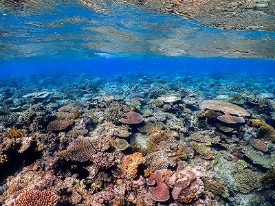 visiting Great Barrier Reef is one of the best Non-touristy things to do in Australia