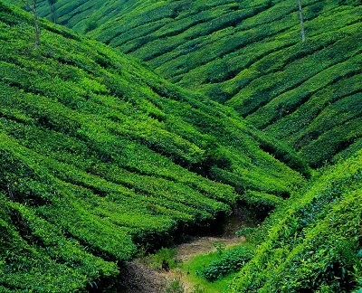 Lockhart Gap View, Munnar