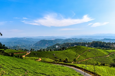 Road passing amidst huge tea gardens in Munnar