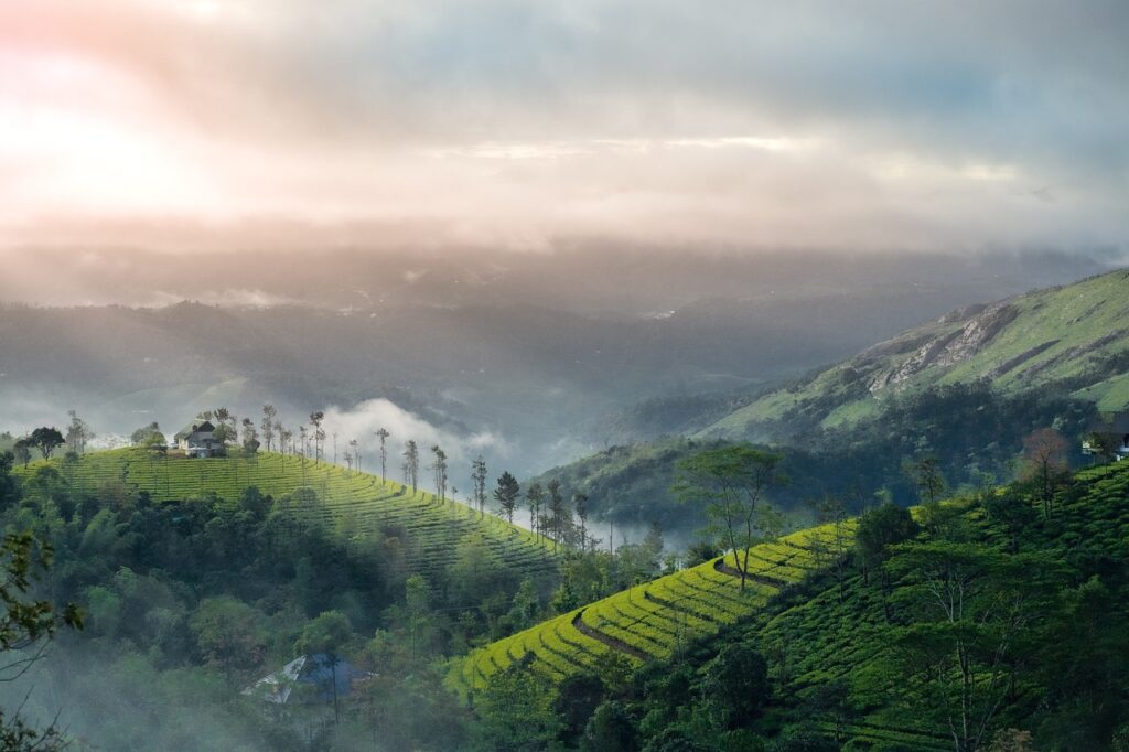 Stair tea plantation in Munnar drone view