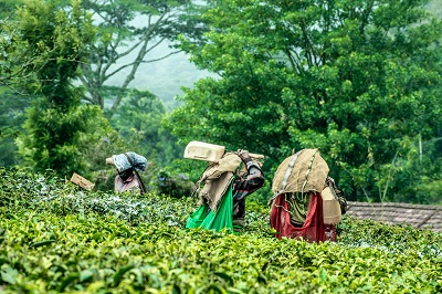 Workers working in a tea garden in Munnar