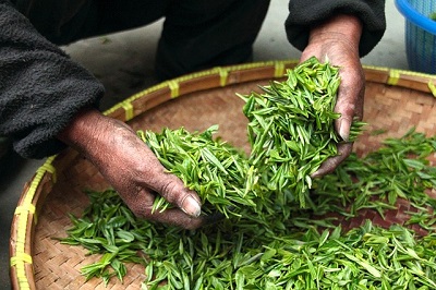 plucked tea leaves at devikulam tea factory in Munnar