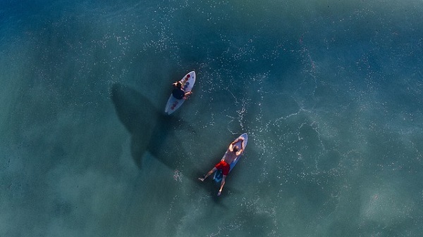 shark in the water on beach