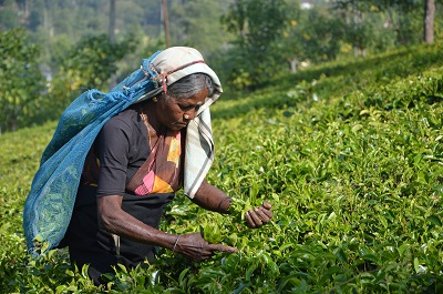 woman plucking tea leaves in a tea garden in Munnar