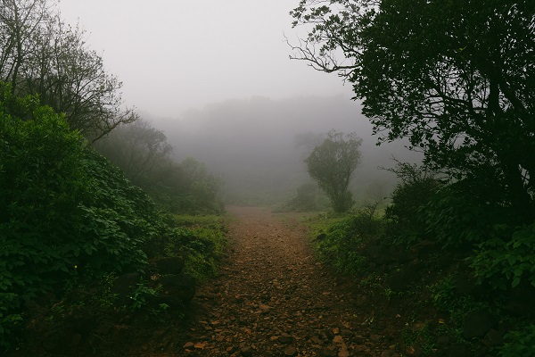 A foogy day in the forest of Bhimashankar Jyotirlinga, Maharashtra