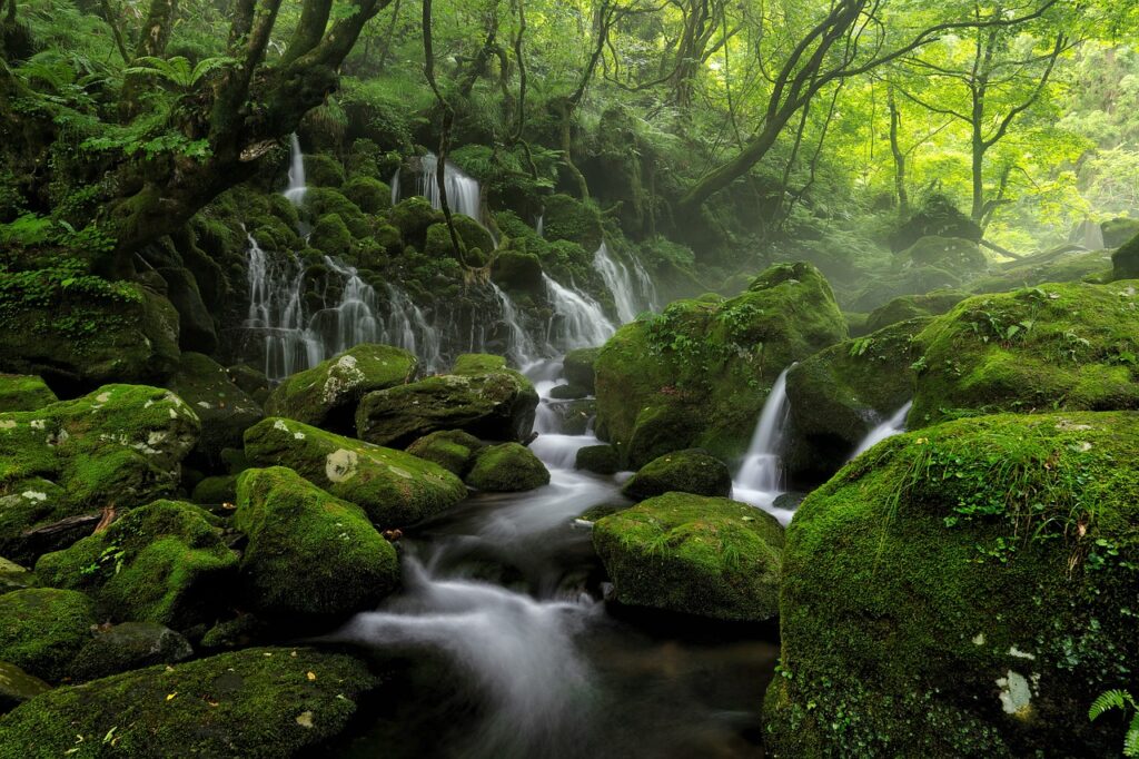 lush green forest near a river in japan