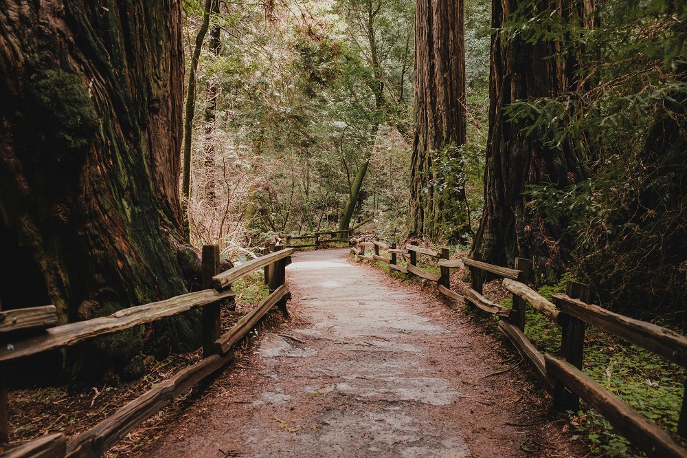 wooden bridge on the way of a hiking trail in Yosemite National park leading towards forest