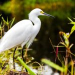 Birdwatching in Everglades National Park