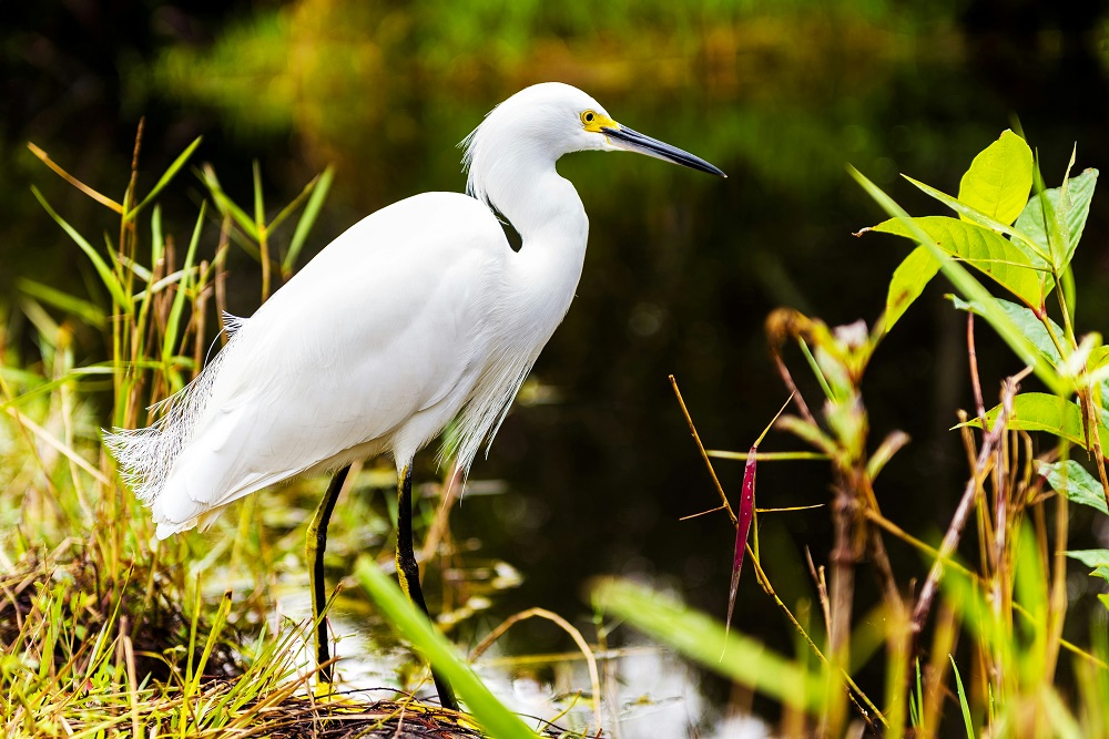 rare bird species captured in Everglades National park by a birdwatching group