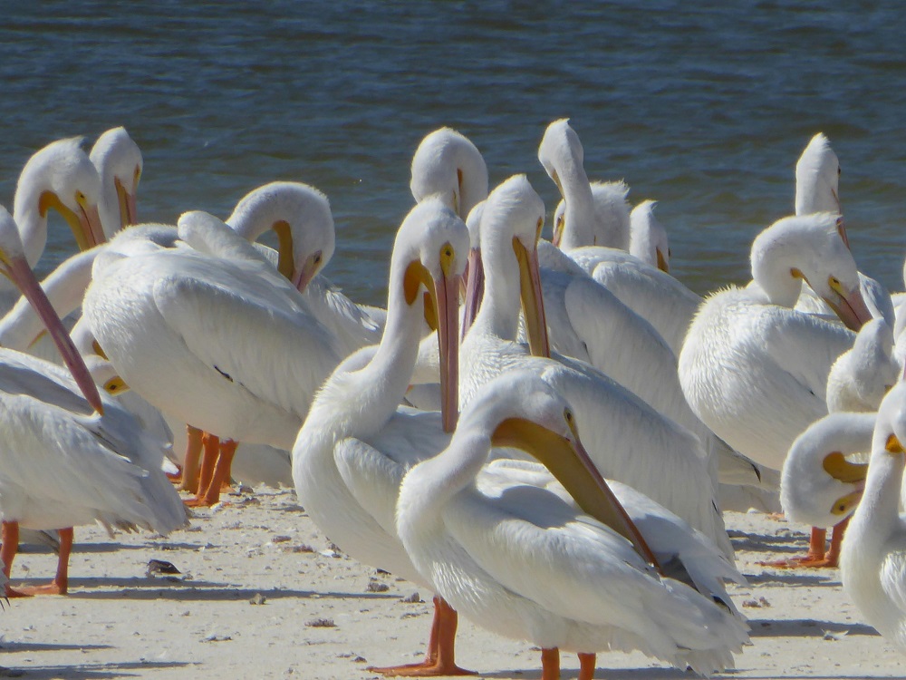 group of birds near a water body in Everglades National park