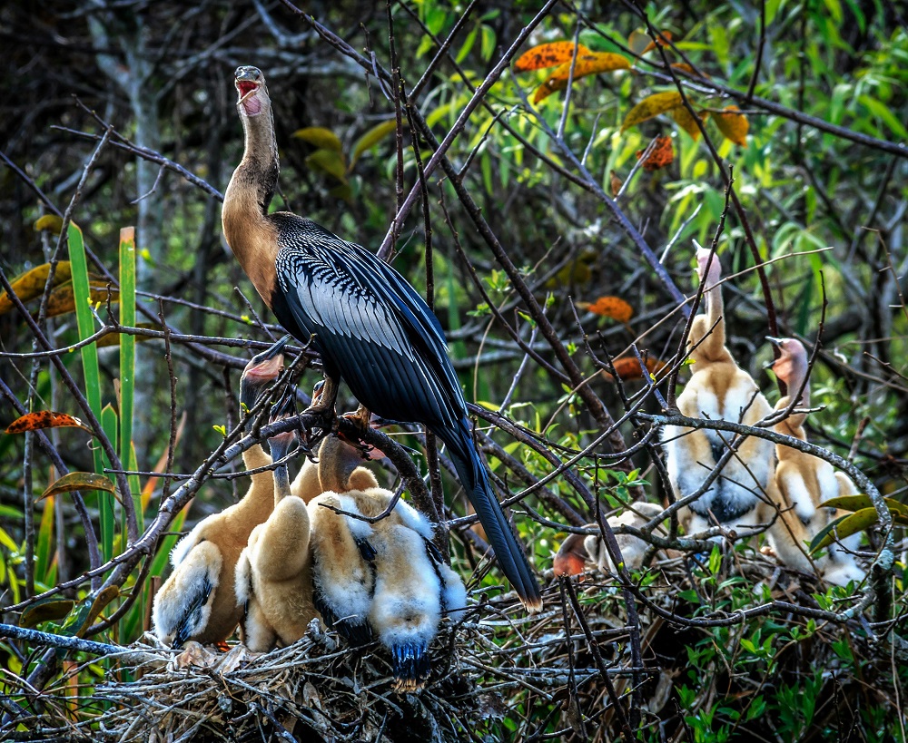 rare Peacock with Peahens at Everglades National Park captured at a birdwatching hotspot