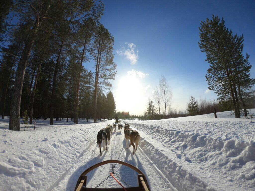 Dogs pulling cart at Rovaniemi in Finland