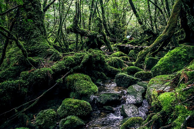 Yakushima is one of the most beautiful hidden gems of Japan