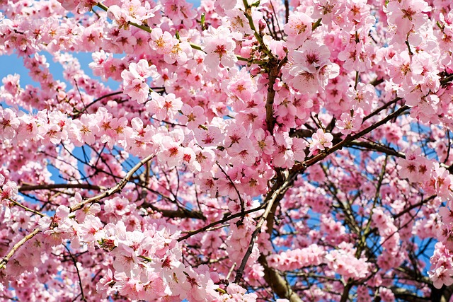 Cherry Blossom spots in Seoul