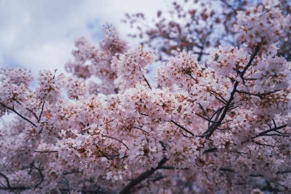 a tree filled with lots of pink flowers